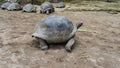 Giant turtles Aldabrachelys gigantea walk in the corral.