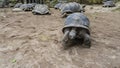 Giant turtles Aldabrachelys gigantea walk on the sandy soil of the corral.