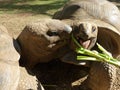 Giant Turtles In Vanille Des Mascareignes Park Royalty Free Stock Photo