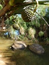 Giant Turtles In Vanille Des Mascareignes Park Royalty Free Stock Photo