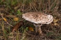 Parasol mushroom - popular edible mushroom