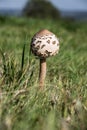 Giant umbrella in a summer meadow Royalty Free Stock Photo