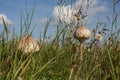 Giant umbrella in a summer meadow Royalty Free Stock Photo
