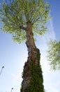 Giant urban tree from frog perspective