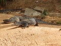 Giant varans. Sri Lanka