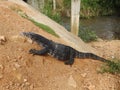 Giant varans. Sri Lanka