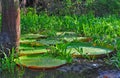 The Giant Victoria Amazonica (The Amazonia) Royalty Free Stock Photo