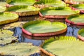 Giant Victoria waterlily. Royalty Free Stock Photo