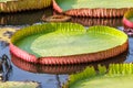 Giant Victoria waterlily. Royalty Free Stock Photo