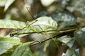 Giant Vietnamese Walking Sticks Royalty Free Stock Photo