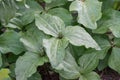 Giant wakerobin Trillium chloropetalum, a budding flower