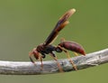 A giant wasp before a blurred background