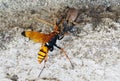 Giant wasp drags huge spider