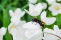 Giant wasp Latin: Scolia hirta in the family Scoliidae, close up. Scolia sitting on a white flower Anemone forest Latin: