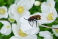 Giant wasp Latin: Scolia hirta in the family Scoliidae sitting on a white flower Anemone forest Latin: Anemone sylvestris. Top