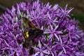 Giant wasp Latin: Scolia hirta on purple flowers Dutch onion Latin: Allium hollandicum, close up. Selective focus