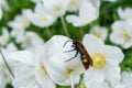 Giant wasp Latin: Scolia hirta sitting on a white flower Anemone forest Latin: Anemone sylvestris. Selective focus, soft