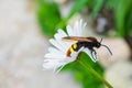 Giant wasp Latin: Scolia hirta sitting on a white flower Ox-eye Daisy Latin: Leucanthemum. Selective focus, soft blurry