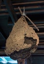 Giant wasp nest