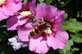 Giant wasp on the pink flower