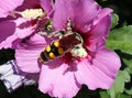 Giant wasp on the pink flower Royalty Free Stock Photo