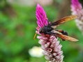 Giant wasp sucking honey from flower. Royalty Free Stock Photo