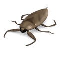 Giant water bug Royalty Free Stock Photo