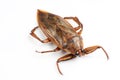 Giant water bug Royalty Free Stock Photo