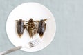 Giant Water Bug is edible insect for eating as food Insects cooking deep-fried snack on white plate with fork on gray background,