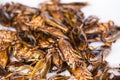 Giant Water Bug fried Asian Insect Snack food Royalty Free Stock Photo