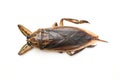 Giant water bug isolated on white background, water bug Lethocerus indicus - Belostomatidae Royalty Free Stock Photo