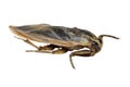 Giant water bug isolated on white background Royalty Free Stock Photo