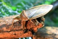 Giant water bug Royalty Free Stock Photo