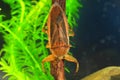 Giant water bug Royalty Free Stock Photo