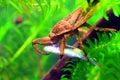 Giant water bug Royalty Free Stock Photo