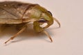 Giant Water Bug Nymph Family Belostomatidae Royalty Free Stock Photo