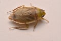 Giant Water Bug Nymph Family Belostomatidae Royalty Free Stock Photo