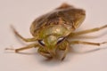 Giant Water Bug Nymph Family Belostomatidae Royalty Free Stock Photo