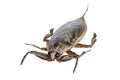 Giant water bug or pimp isolated on white background Royalty Free Stock Photo