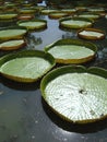 Giant Water Lilies Royalty Free Stock Photo