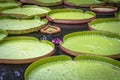 Giant water lilies Amazon Victoria with flowers in a botanical garden Royalty Free Stock Photo