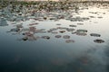 Giant water lilies Asia sunset