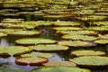 Giant water lilies Royalty Free Stock Photo