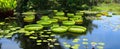 Giant Water Lilies Royalty Free Stock Photo