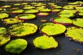 Giant water lilies in Sir Seewoosagur Ramgoolam Botanical Garden Royalty Free Stock Photo