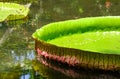 Giant water lilies Victoria Amazonica Royalty Free Stock Photo