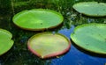 Giant water lilies Victoria Amazonica Royalty Free Stock Photo