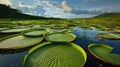 Giant water lilies (Victoria amazonica) on a pond at sunset Royalty Free Stock Photo
