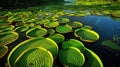 Giant water lilies (Victoria amazonica) on a pond at sunset Royalty Free Stock Photo