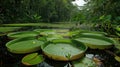 Giant water lilies (Victoria amazonica) on a pond at sunset Royalty Free Stock Photo